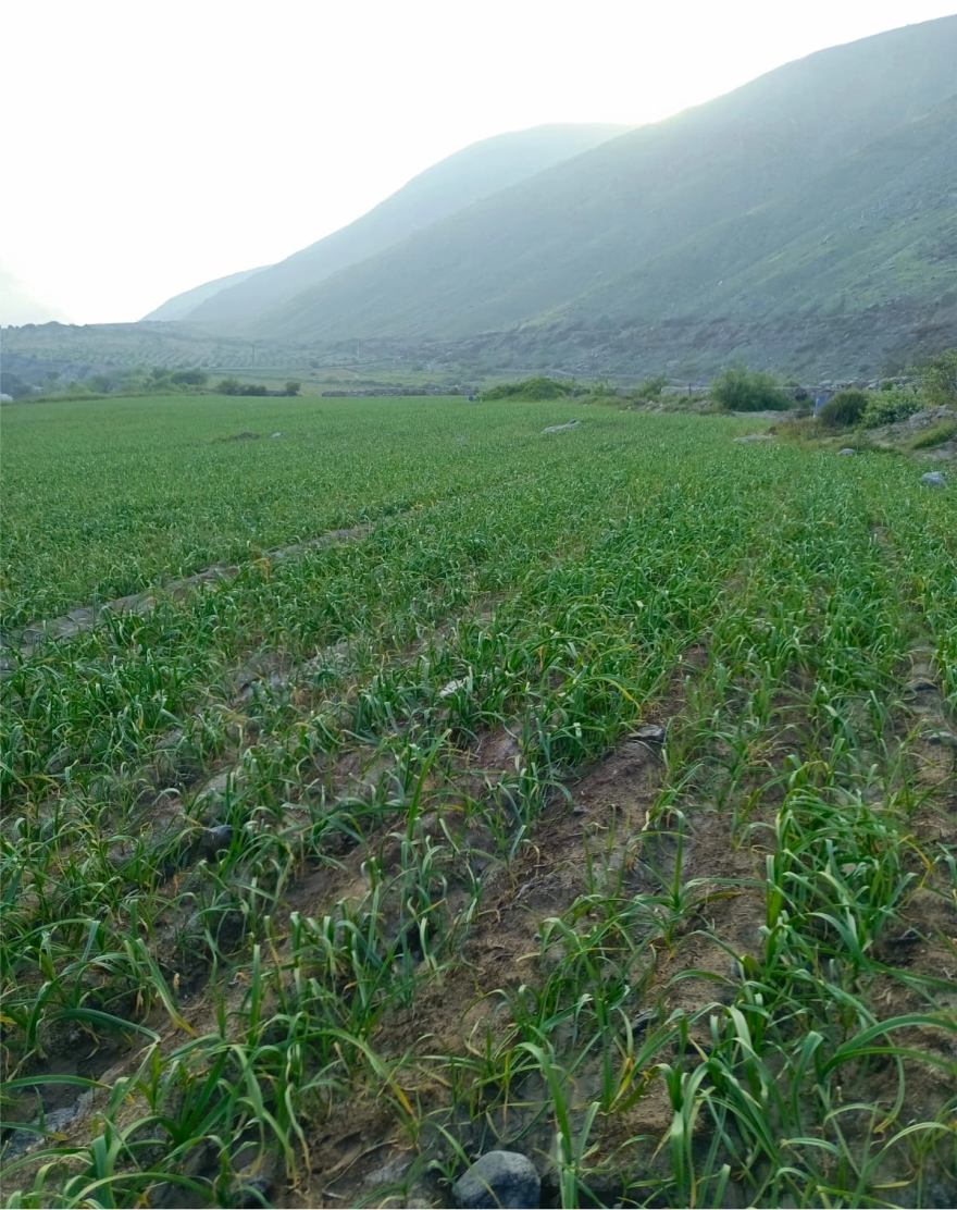 Campos de cultivo Pallarniyocc